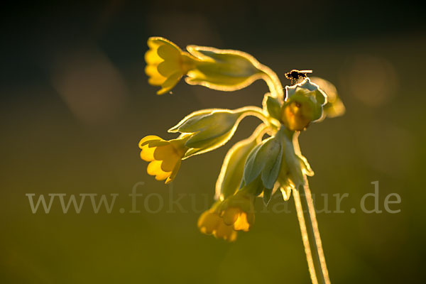 Wiesen-Schlüsselblume (Primula veris)