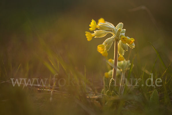 Wiesen-Schlüsselblume (Primula veris)