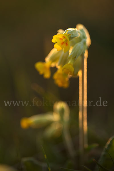 Wiesen-Schlüsselblume (Primula veris)