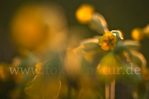 Wiesen-Schlüsselblume (Primula veris)