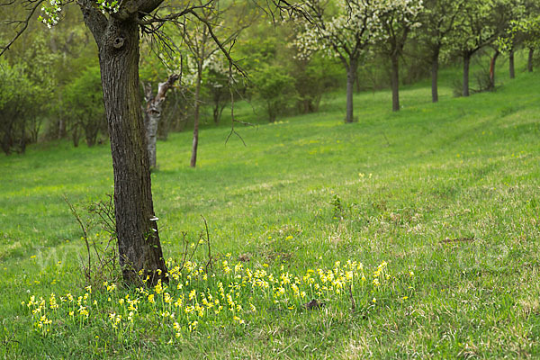 Wiesen-Schlüsselblume (Primula veris)