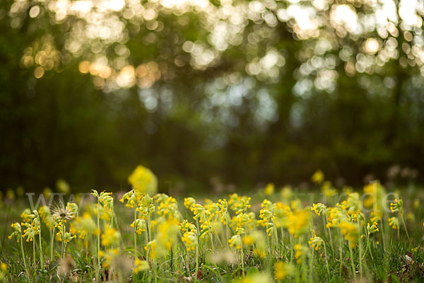 Wiesen-Schlüsselblume (Primula veris)