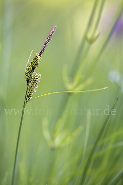 Wiesen-Segge (Carex nigra)