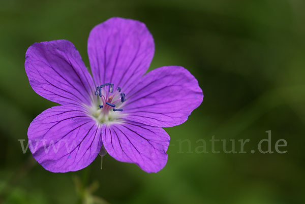 Wiesen-Storchschnabel (Geranium pratense)