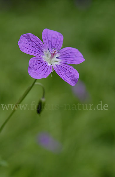 Wiesen-Storchschnabel (Geranium pratense)