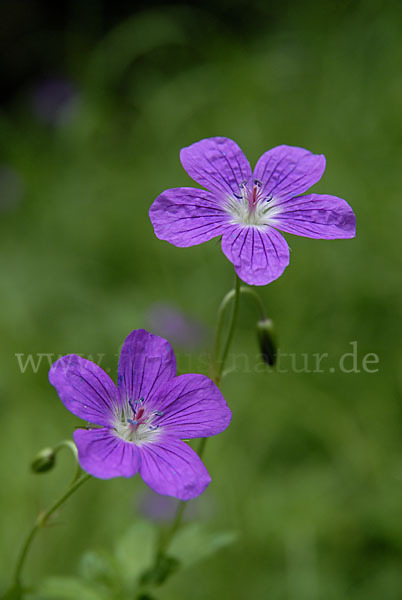 Wiesen-Storchschnabel (Geranium pratense)