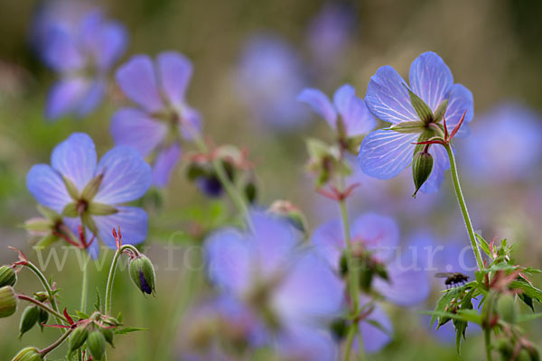 Wiesen-Storchschnabel (Geranium pratense)