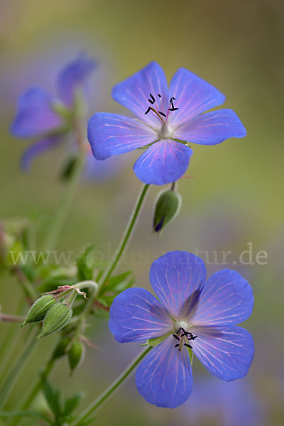 Wiesen-Storchschnabel (Geranium pratense)