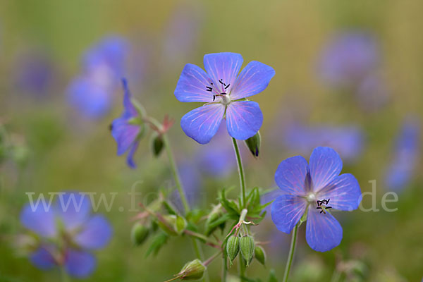 Wiesen-Storchschnabel (Geranium pratense)