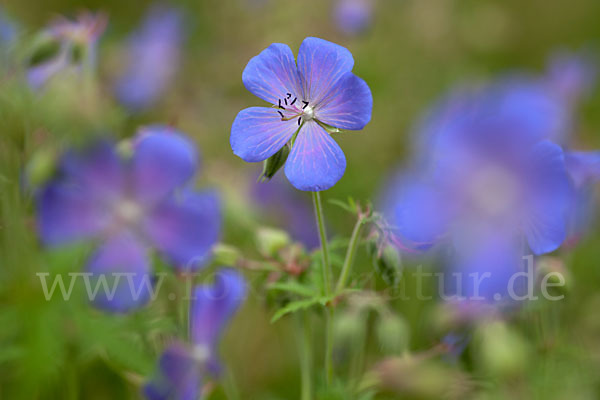 Wiesen-Storchschnabel (Geranium pratense)