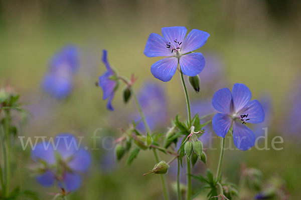 Wiesen-Storchschnabel (Geranium pratense)