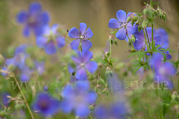 Wiesen-Storchschnabel (Geranium pratense)