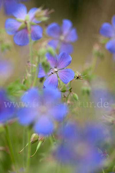 Wiesen-Storchschnabel (Geranium pratense)