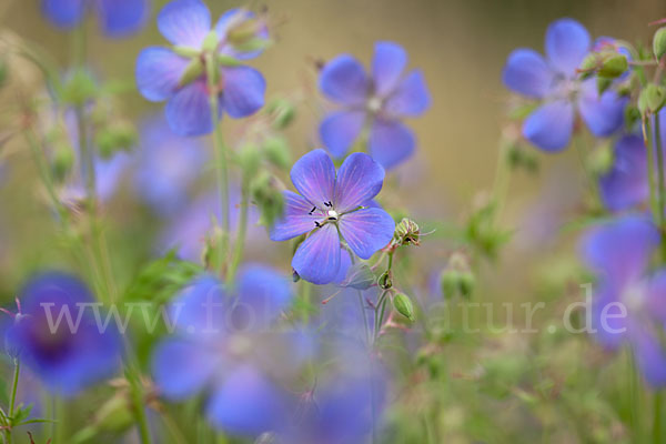 Wiesen-Storchschnabel (Geranium pratense)