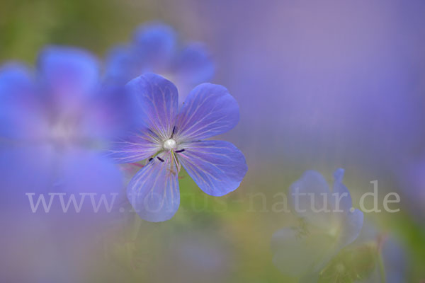 Wiesen-Storchschnabel (Geranium pratense)