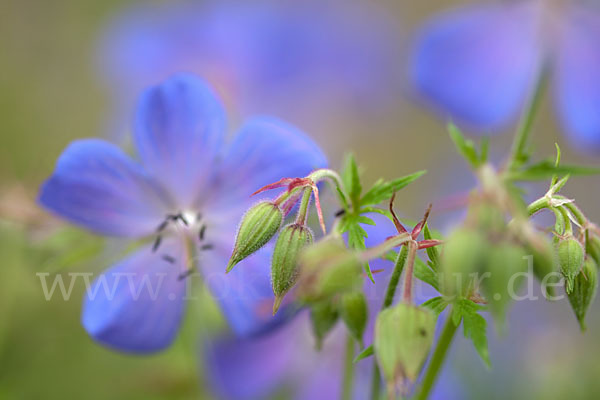 Wiesen-Storchschnabel (Geranium pratense)