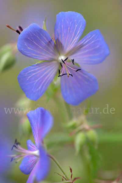 Wiesen-Storchschnabel (Geranium pratense)