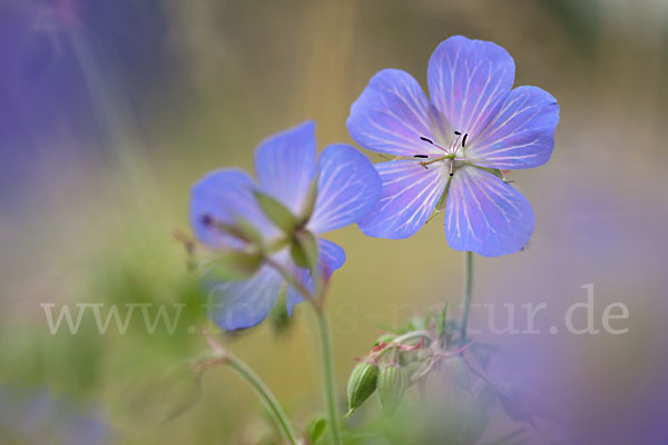 Wiesen-Storchschnabel (Geranium pratense)