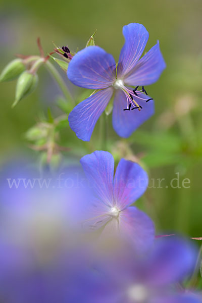 Wiesen-Storchschnabel (Geranium pratense)