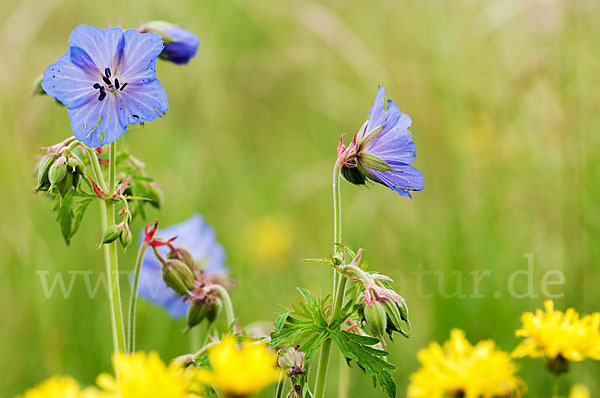 Wiesen-Storchschnabel (Geranium pratense)