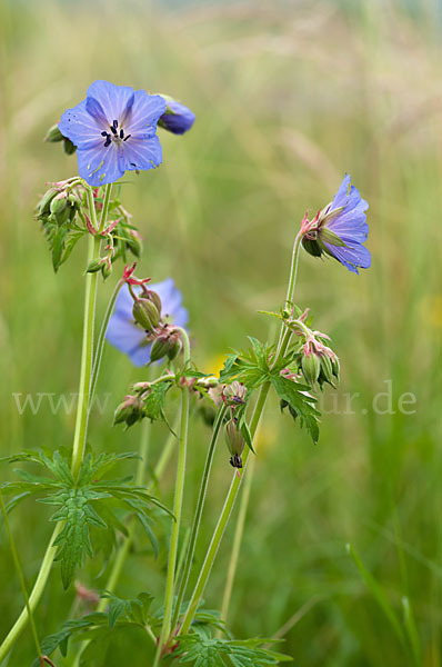 Wiesen-Storchschnabel (Geranium pratense)