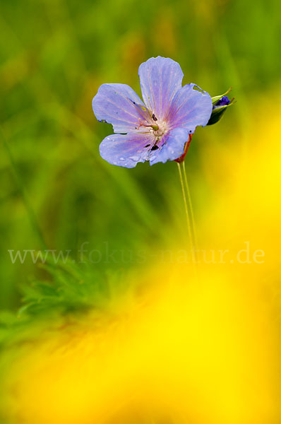 Wiesen-Storchschnabel (Geranium pratense)