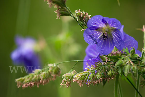 Wiesen-Storchschnabel (Geranium pratense)