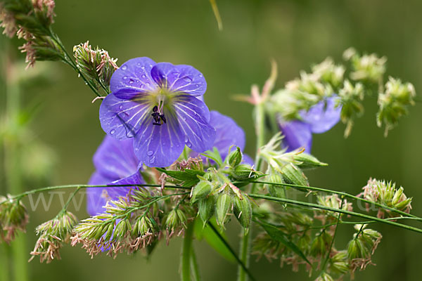 Wiesen-Storchschnabel (Geranium pratense)