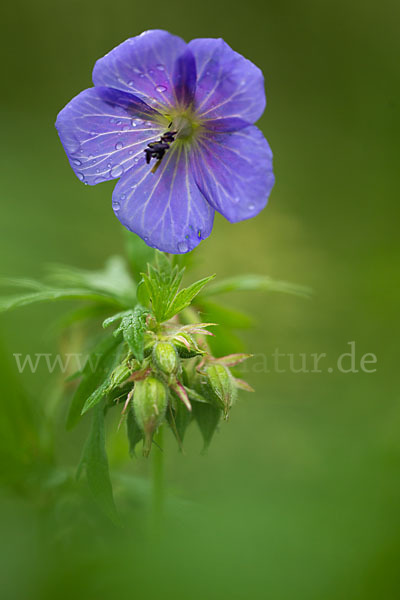 Wiesen-Storchschnabel (Geranium pratense)