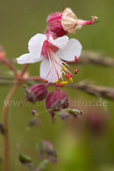 Wiesen-Storchschnabel (Geranium pratense)