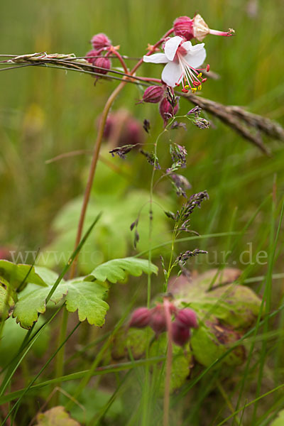 Wiesen-Storchschnabel (Geranium pratense)