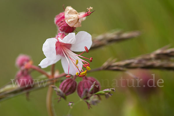 Wiesen-Storchschnabel (Geranium pratense)