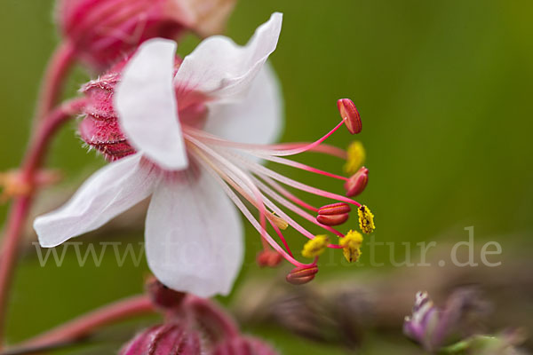 Wiesen-Storchschnabel (Geranium pratense)