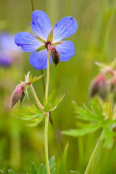 Wiesen-Storchschnabel (Geranium pratense)