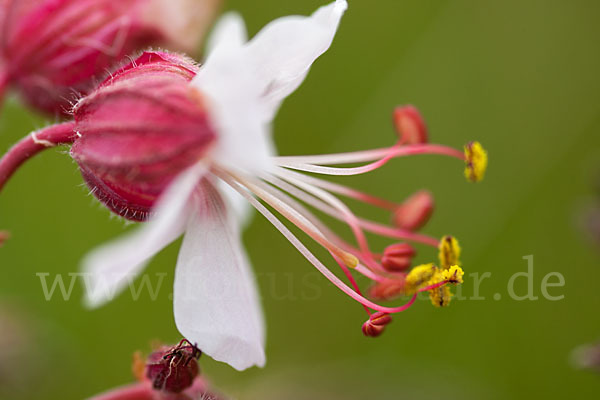 Wiesen-Storchschnabel (Geranium pratense)