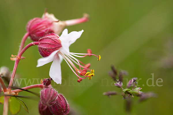 Wiesen-Storchschnabel (Geranium pratense)