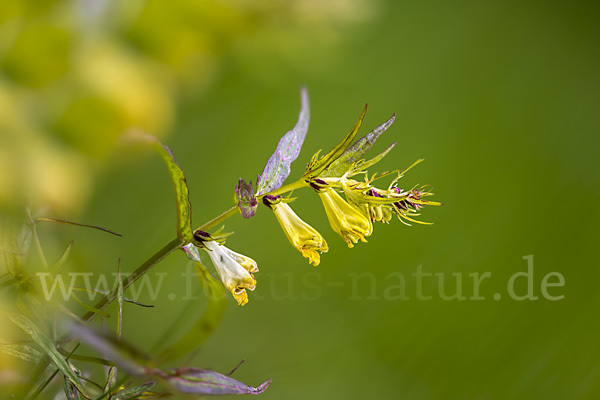 Wiesen-Wachtelweizen (Melampyrum pratense)