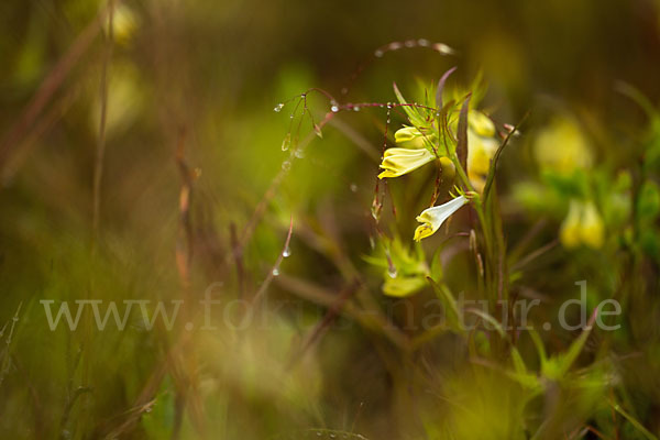 Wiesen-Wachtelweizen (Melampyrum pratense)