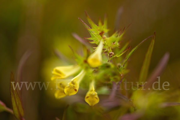 Wiesen-Wachtelweizen (Melampyrum pratense)