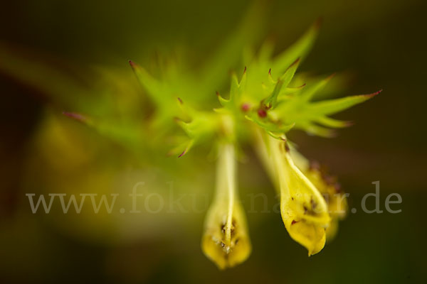 Wiesen-Wachtelweizen (Melampyrum pratense)