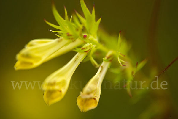 Wiesen-Wachtelweizen (Melampyrum pratense)