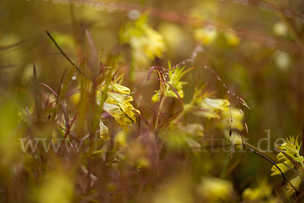 Wiesen-Wachtelweizen (Melampyrum pratense)