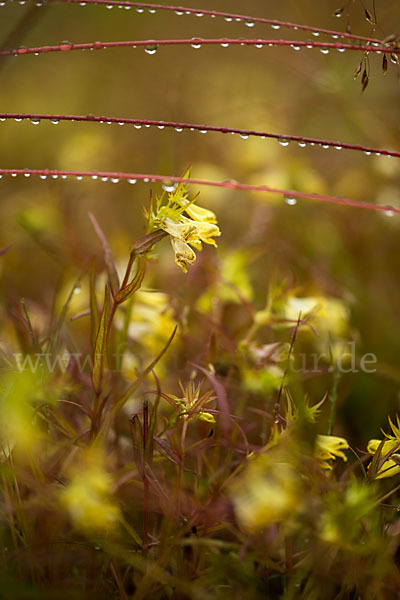 Wiesen-Wachtelweizen (Melampyrum pratense)