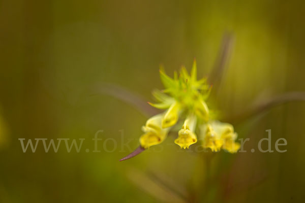 Wiesen-Wachtelweizen (Melampyrum pratense)