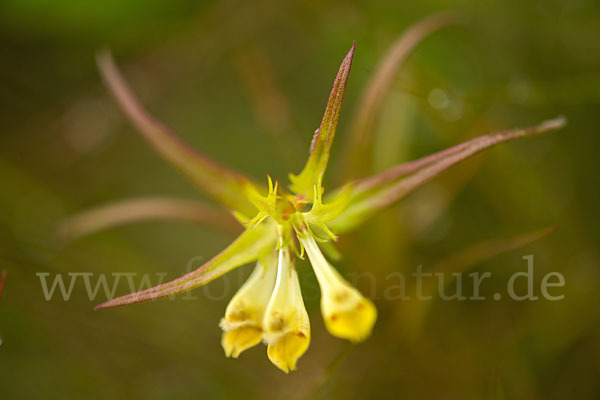 Wiesen-Wachtelweizen (Melampyrum pratense)