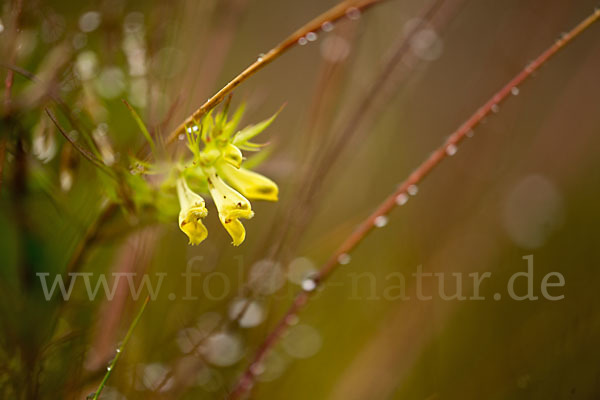 Wiesen-Wachtelweizen (Melampyrum pratense)