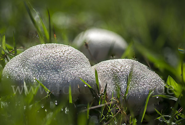 Wiesenchampignon (Agaricus campestris)