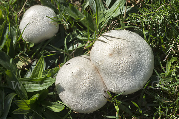 Wiesenchampignon (Agaricus campestris)