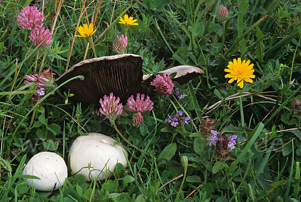 Wiesenchampignon (Agaricus campestris)