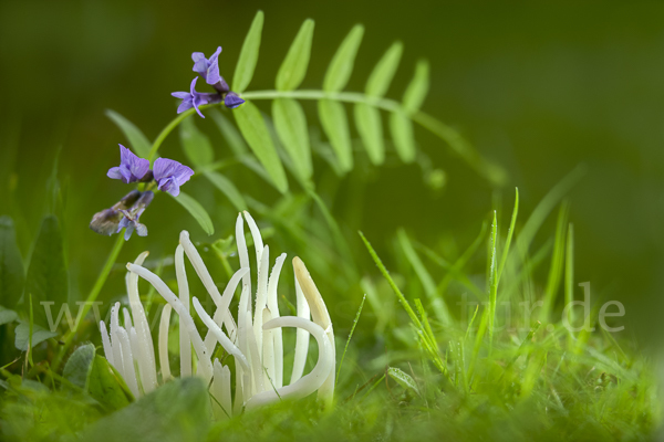 Wiesenkeule (Clavaria fragilis)